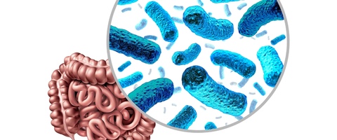 Понимание роли УДХК и кишечного микробиома при НАЖБП: текущие данные и перспективы