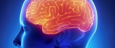 Учёные: УДХК может быть многообещающей терапевтической мишенью при ишемическом инсульте